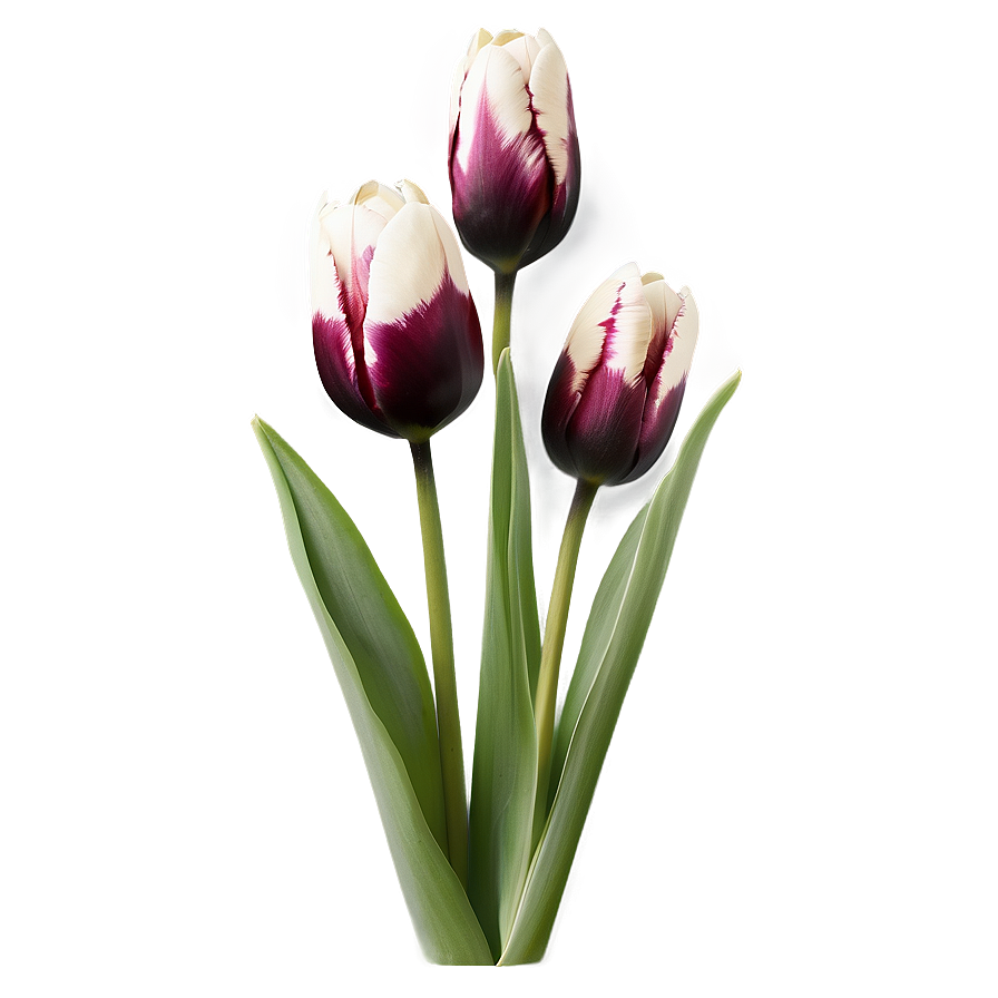 Black And White Tulips Png 99