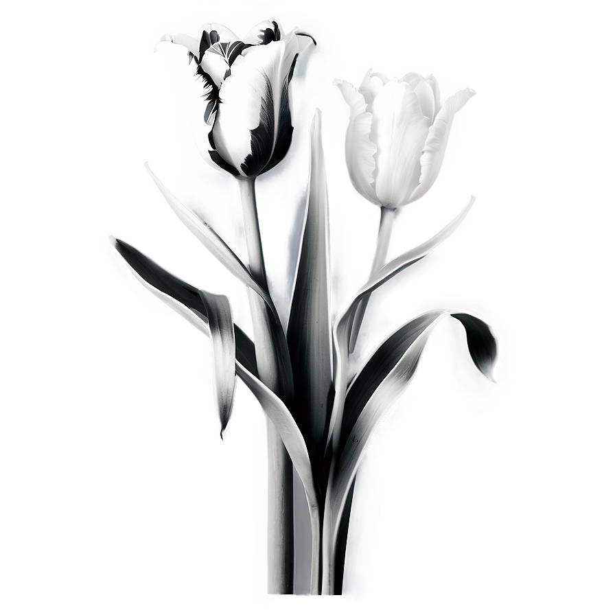 Black And White Tulips Png Kdi75