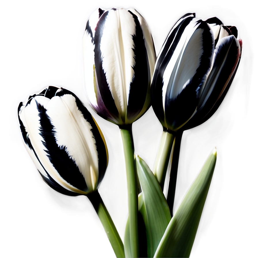 Black And White Tulips Png Muu