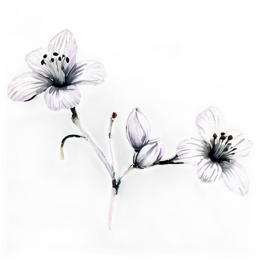Black And White Watercolor Flower Png 05252024