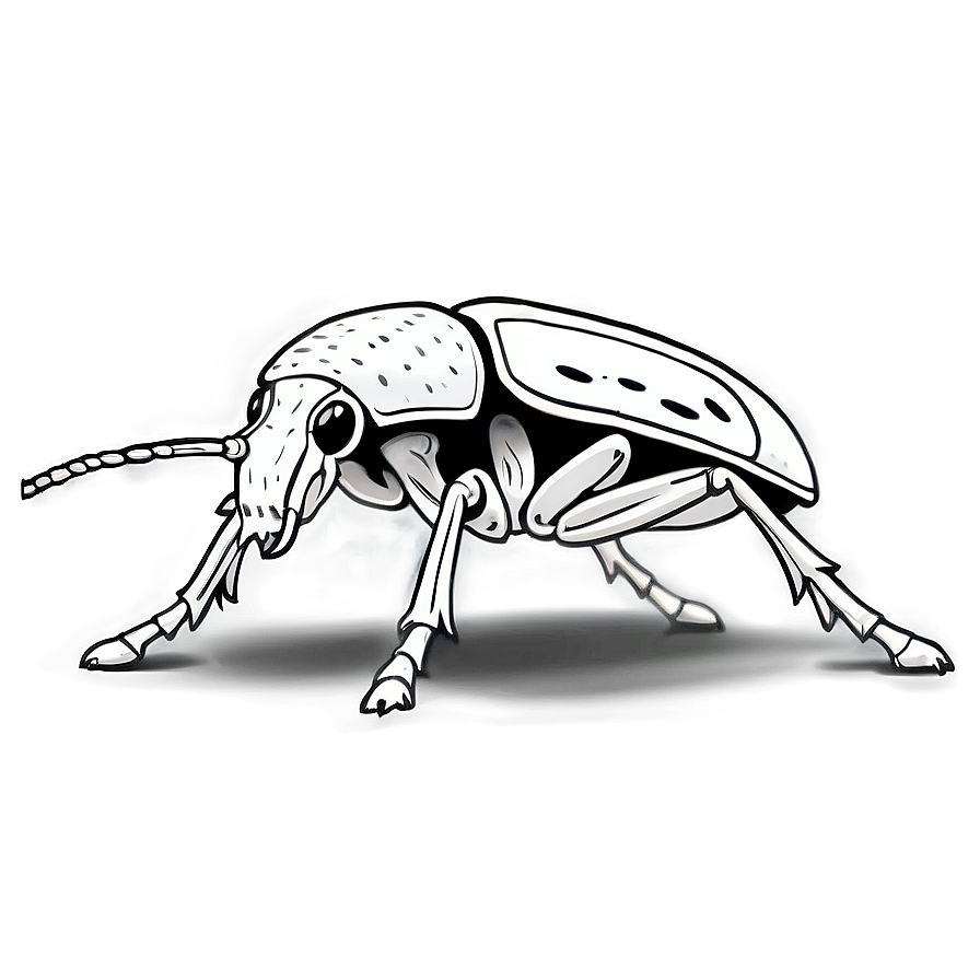 Black And White Weevil Png Gyo