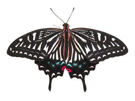 Black Background Butterfly