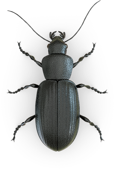 Black Beetle Dark Background