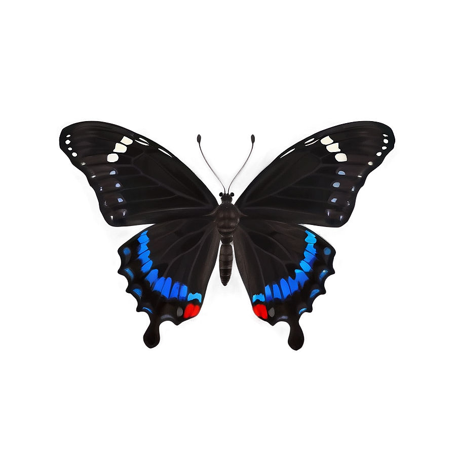 Black Butterfly D