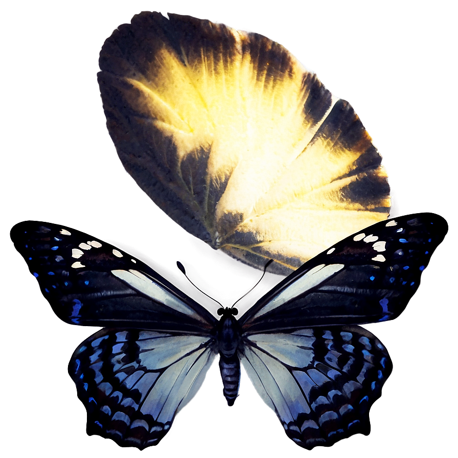 Black Butterfly Effect Png 61