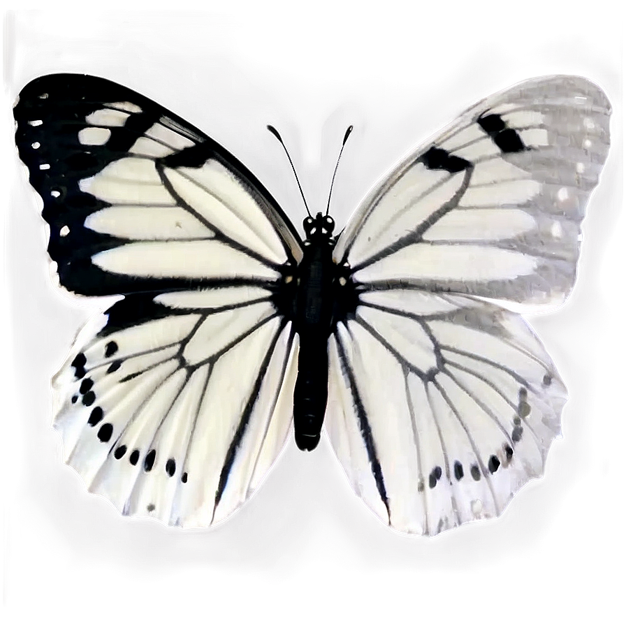 Black Butterfly On White Png Oqb76