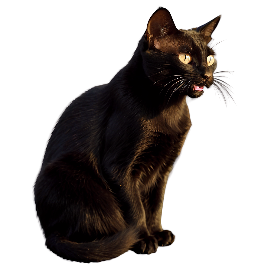 Black Cat Hissing Png Bev