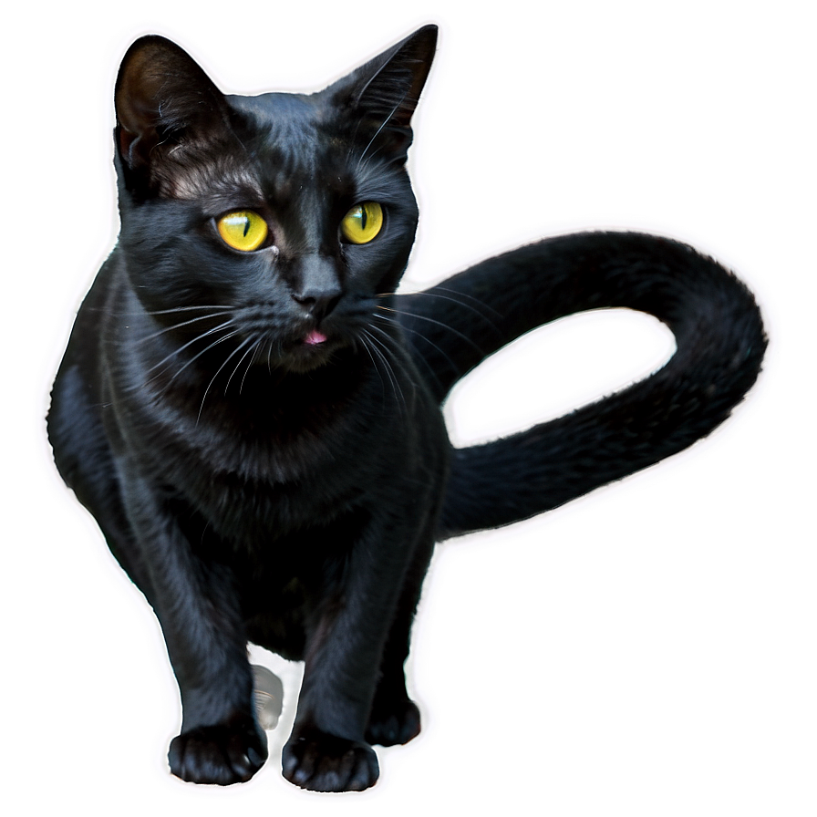 Black Cat Png Nvo99