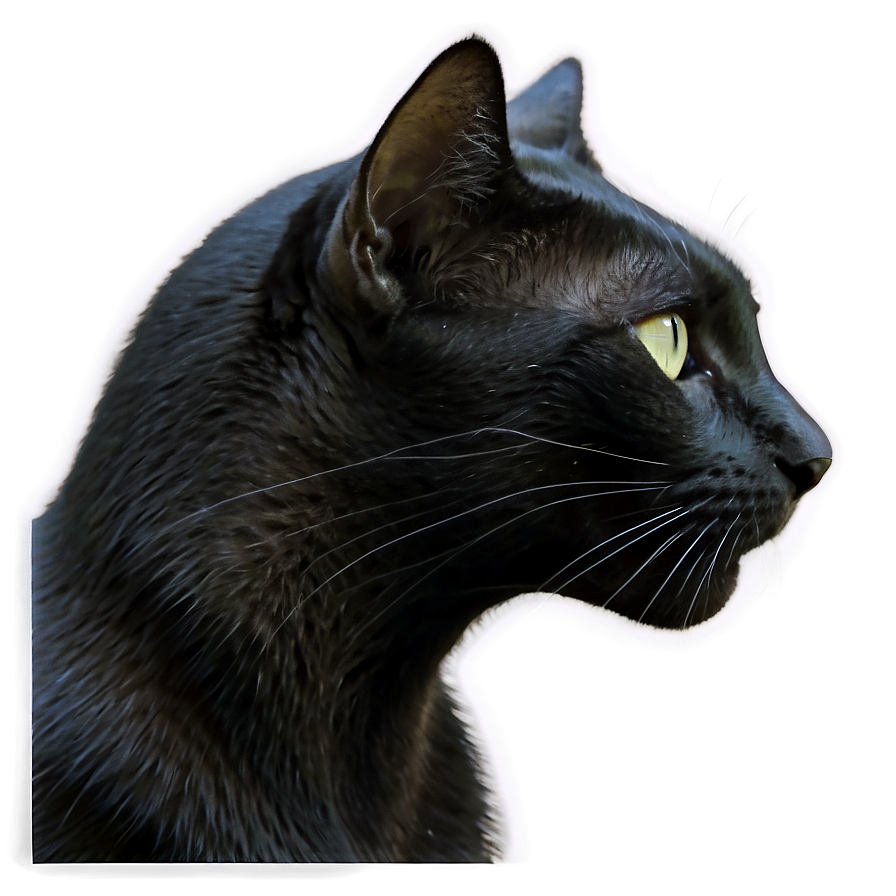 Black Cat Profile Png Esv