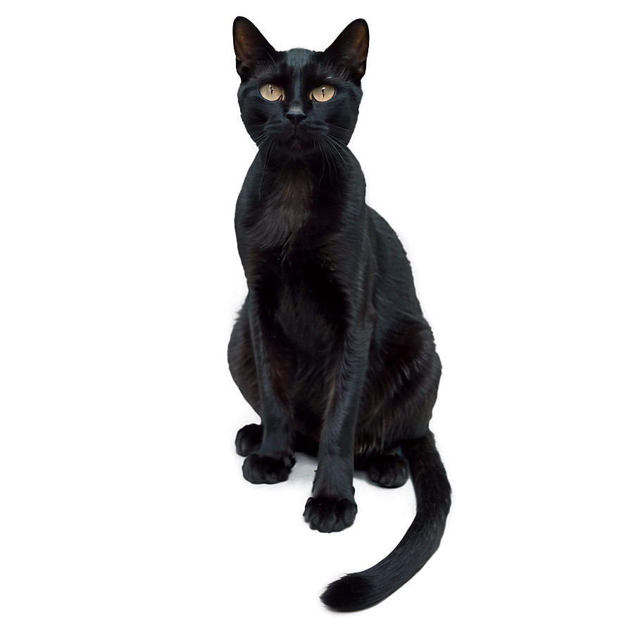 Black Cat Sitting Png 05232024