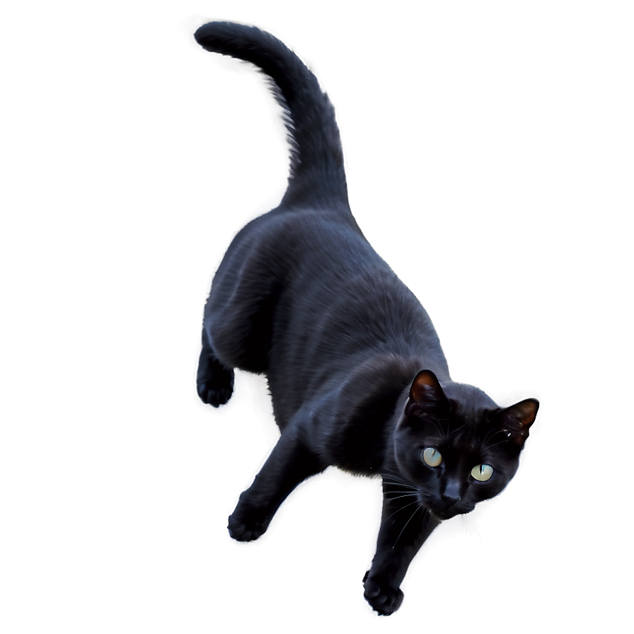 Black Cat Stretching Png 05232024