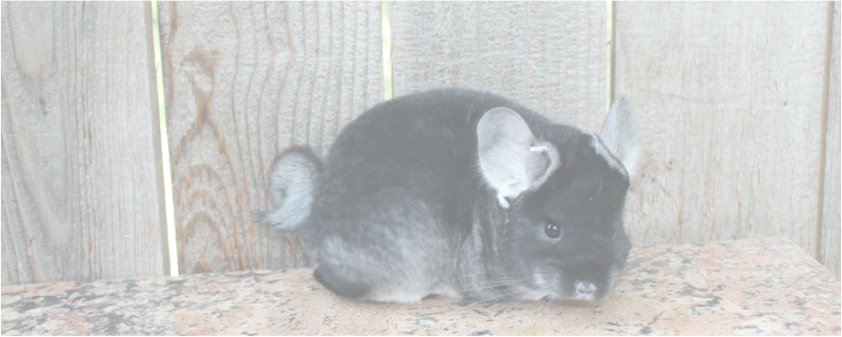 Black Chinchilla Wooden Backdrop