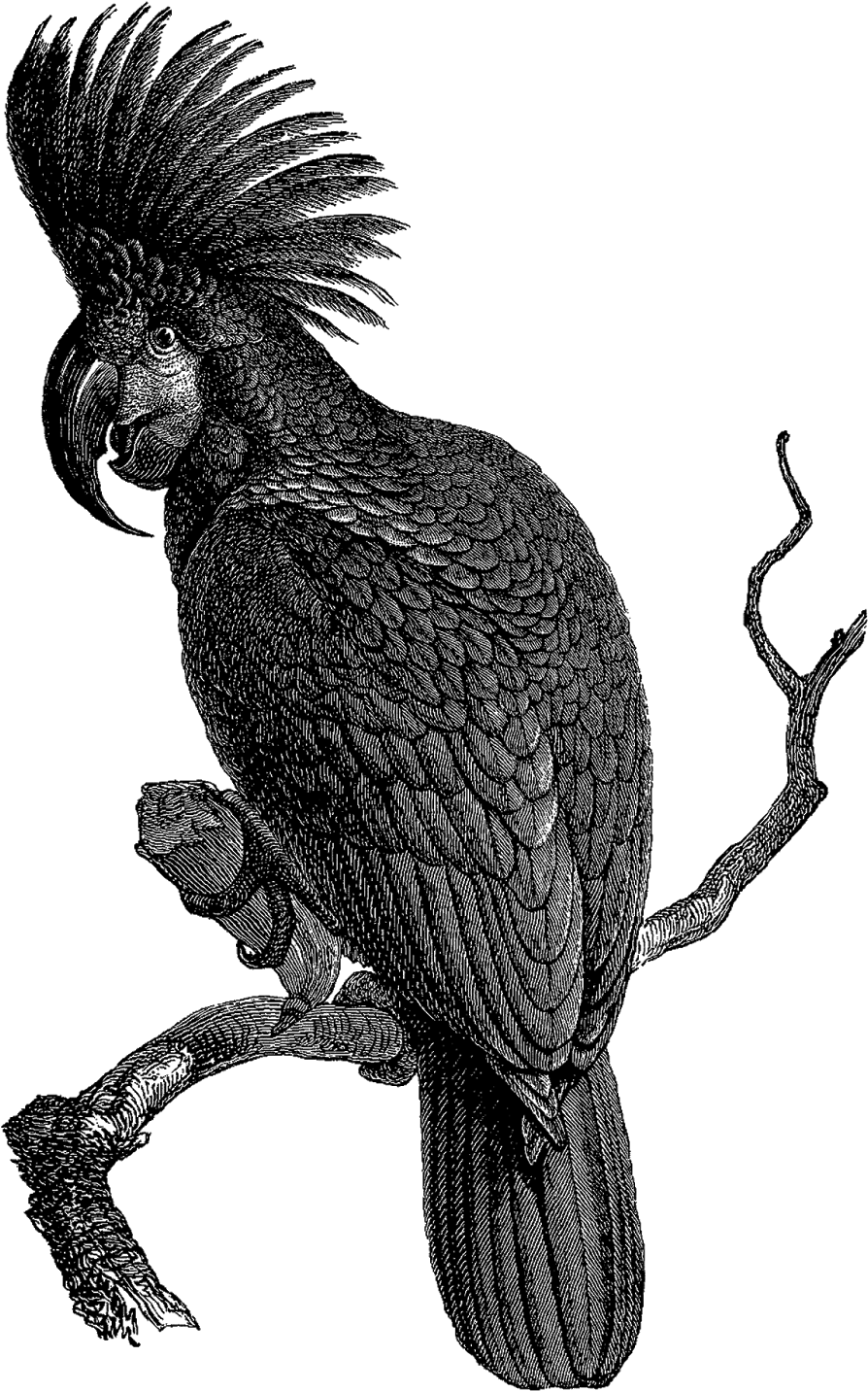 Black Cockatoo Illustration