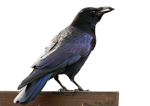 Black Crowned Raven Perched