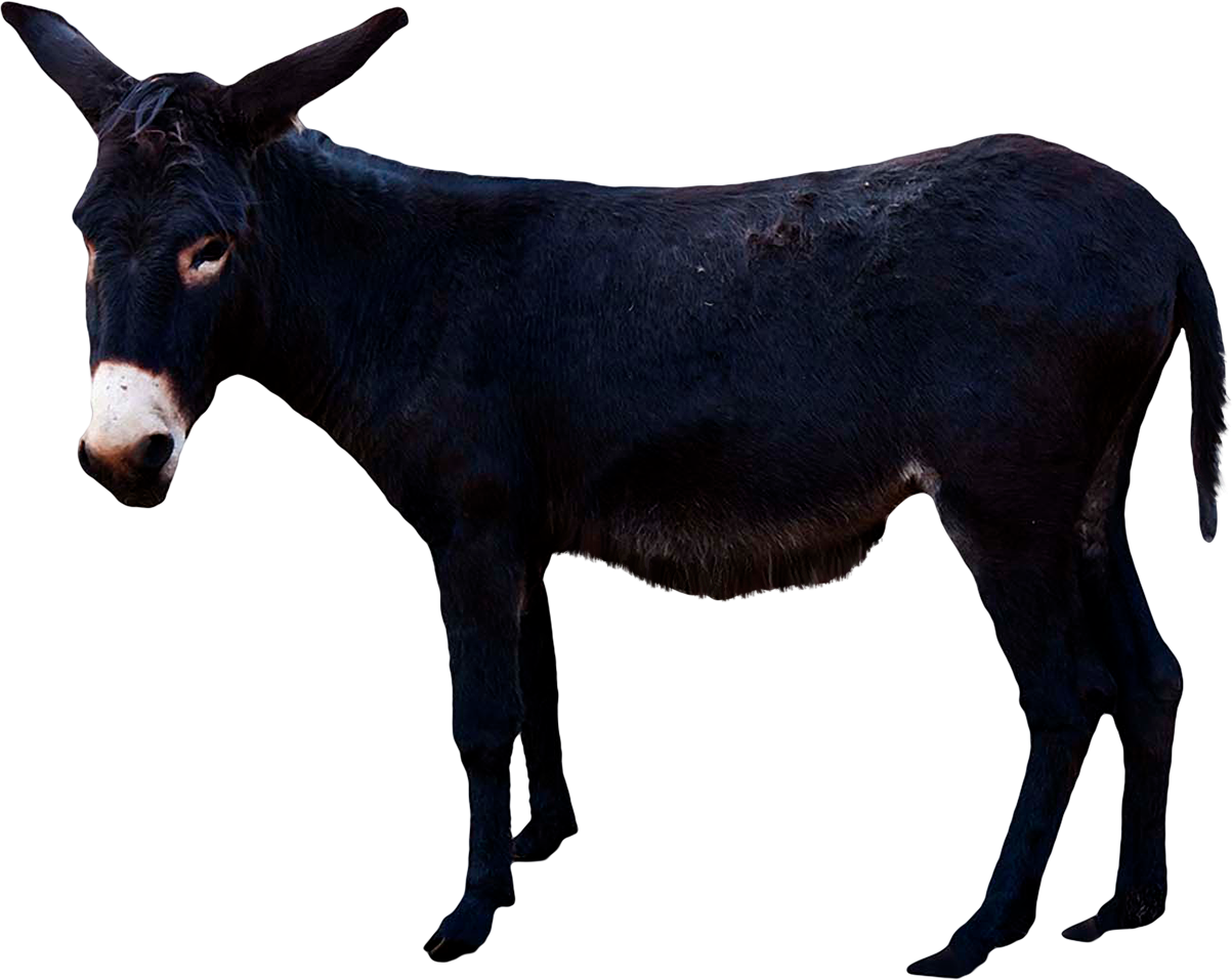 Black Donkey Standing Profile