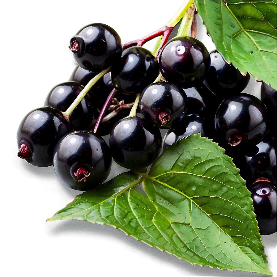 Black Elderberry Png 06252024