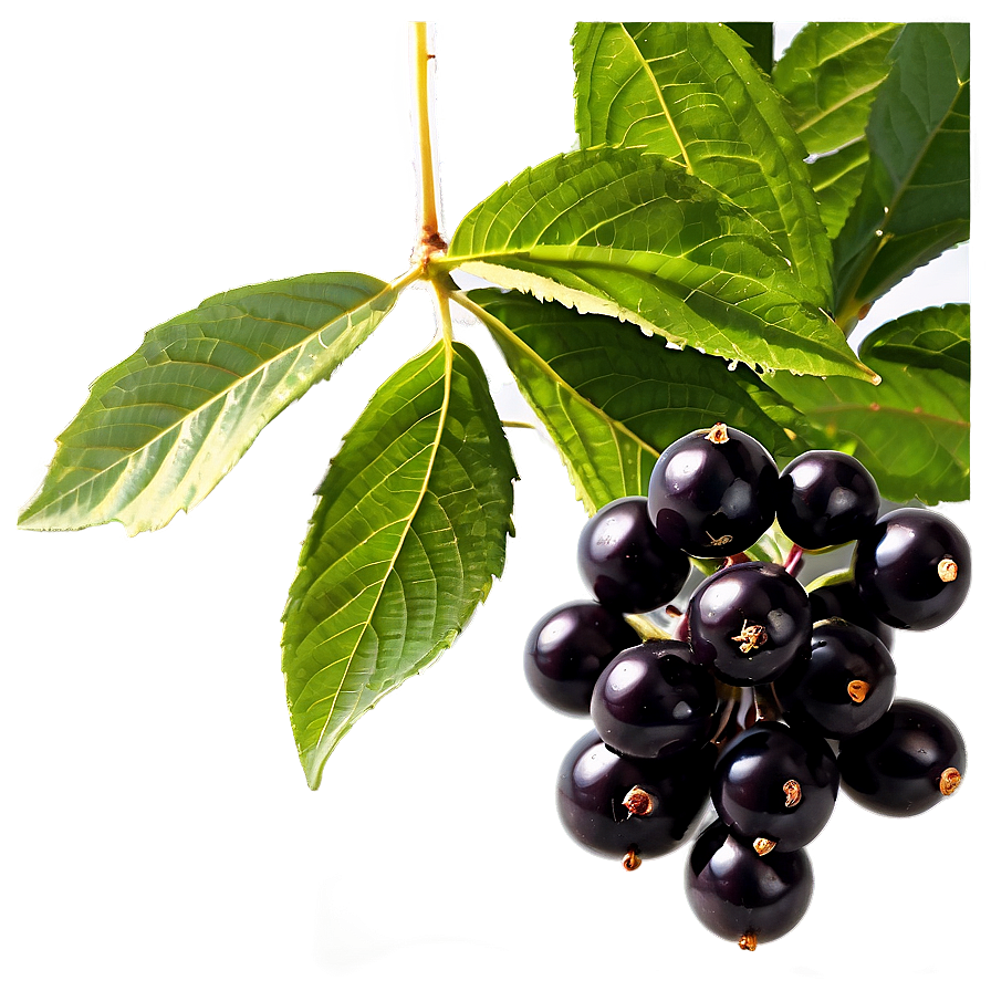 Black Elderberry Png Awb77