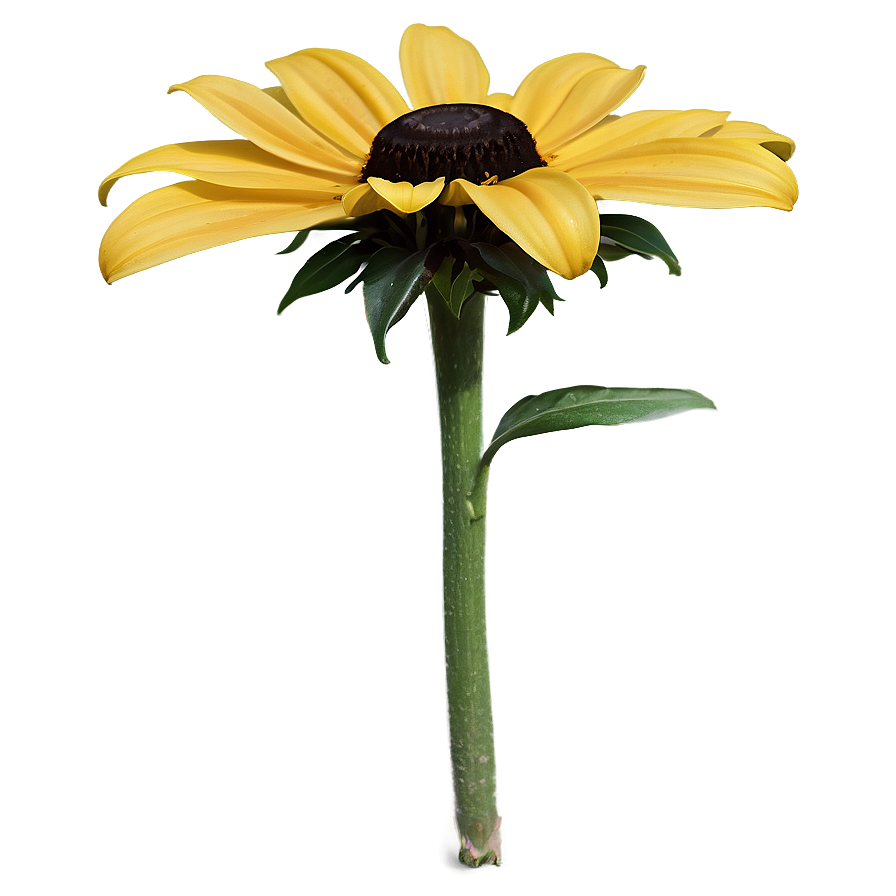 Black Eyed Susan Botanical Drawing Png 06282024