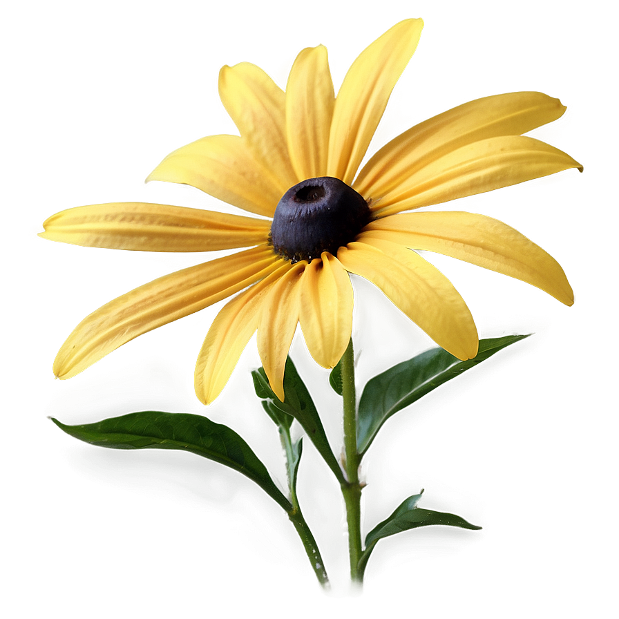 Black Eyed Susan Flower Png Ntd