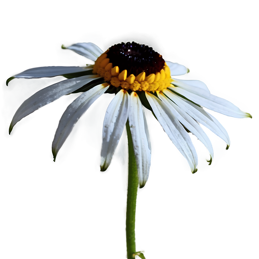 Black Eyed Susan Flower Png Uka