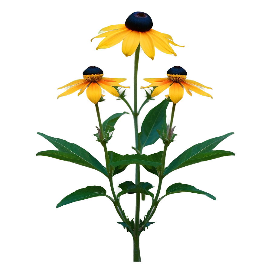 Black Eyed Susan In Full Bloom Png 06282024