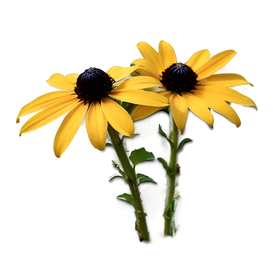 Black Eyed Susan In Natural Habitat Png Iqd