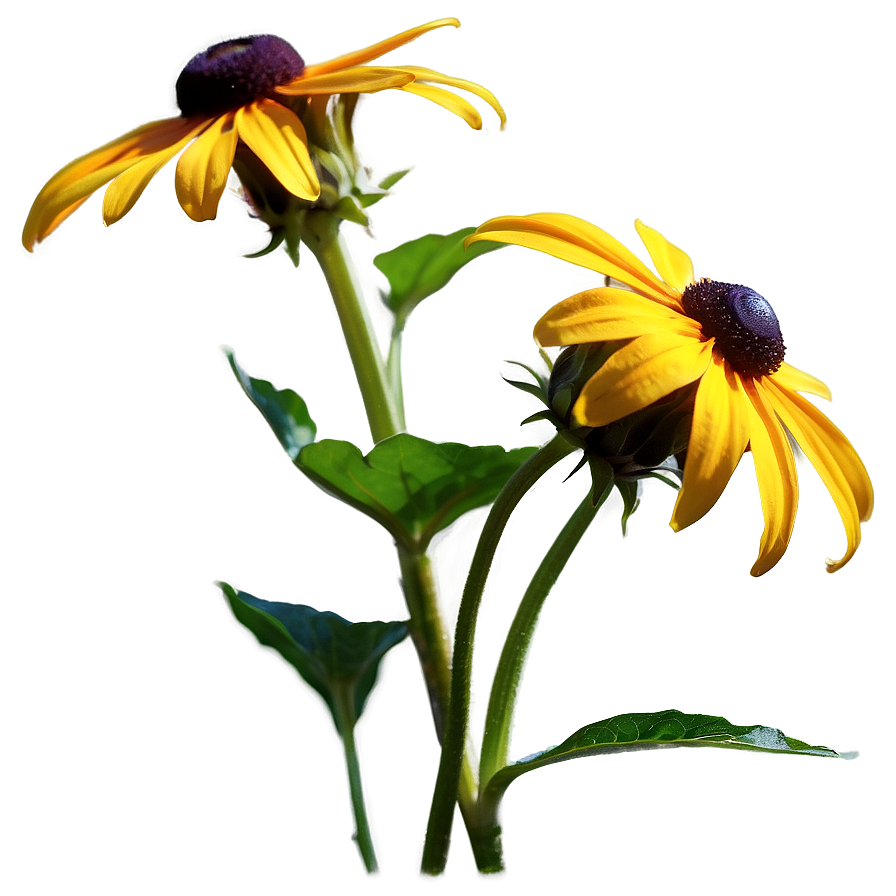 Black Eyed Susan In Sunshine Png 93