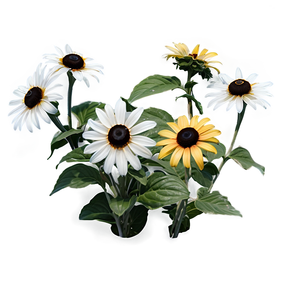 Black Eyed Susan Summer Field Png 18