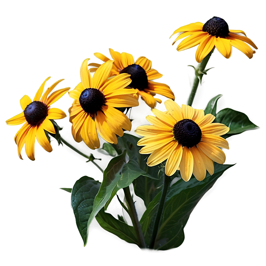 Black Eyed Susan Summer Field Png Qfc45