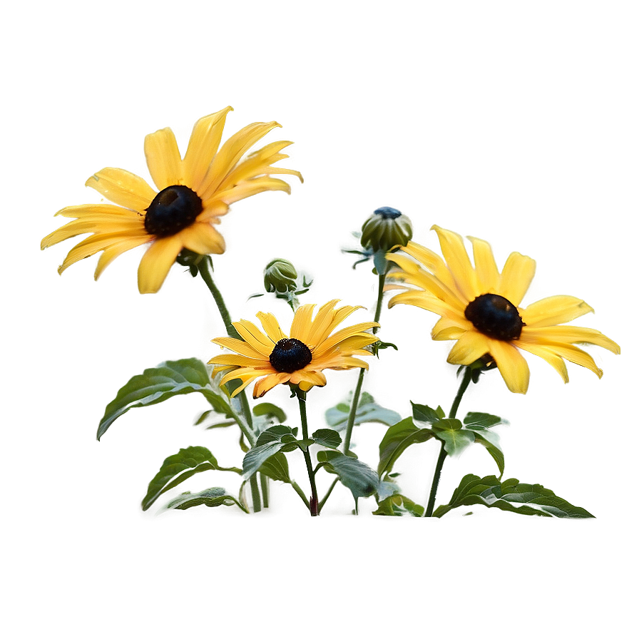 Black Eyed Susan Under Blue Sky Png 15