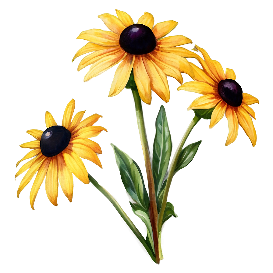 Black Eyed Susan Watercolor Art Png Lup90