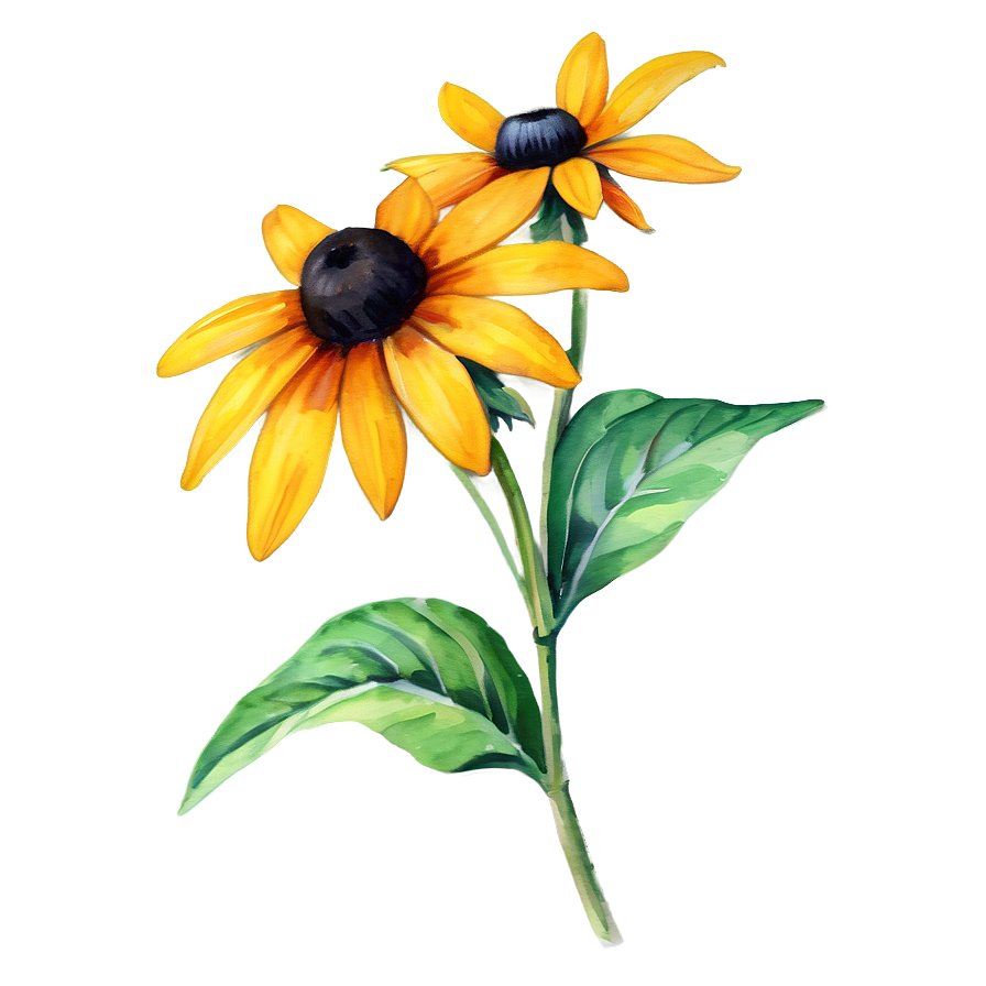 Black Eyed Susan Watercolor Art Png Vcp