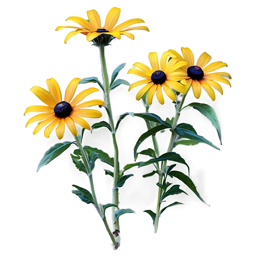 Black Eyed Susan Wildflower Png Yej