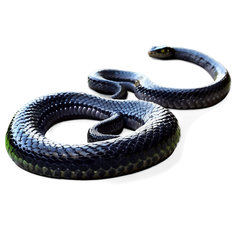 Black Garden Snake Png Bee83