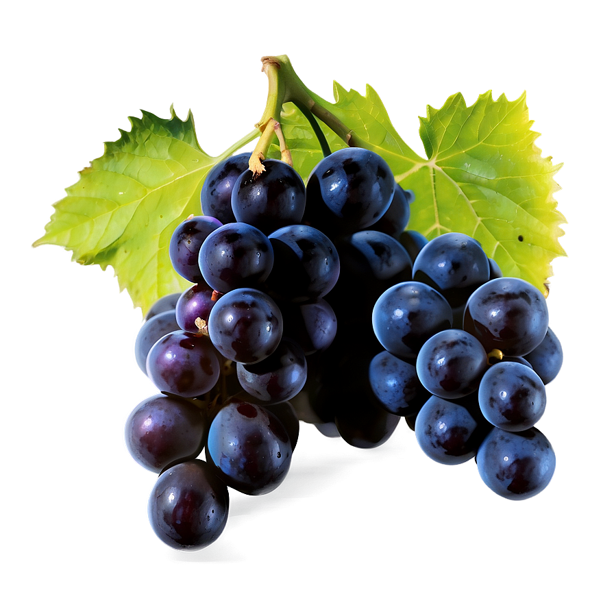 Black Grape Png 05212024