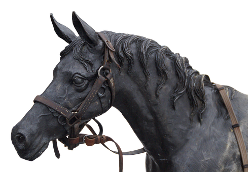 Black Horse Portraitwith Bridle