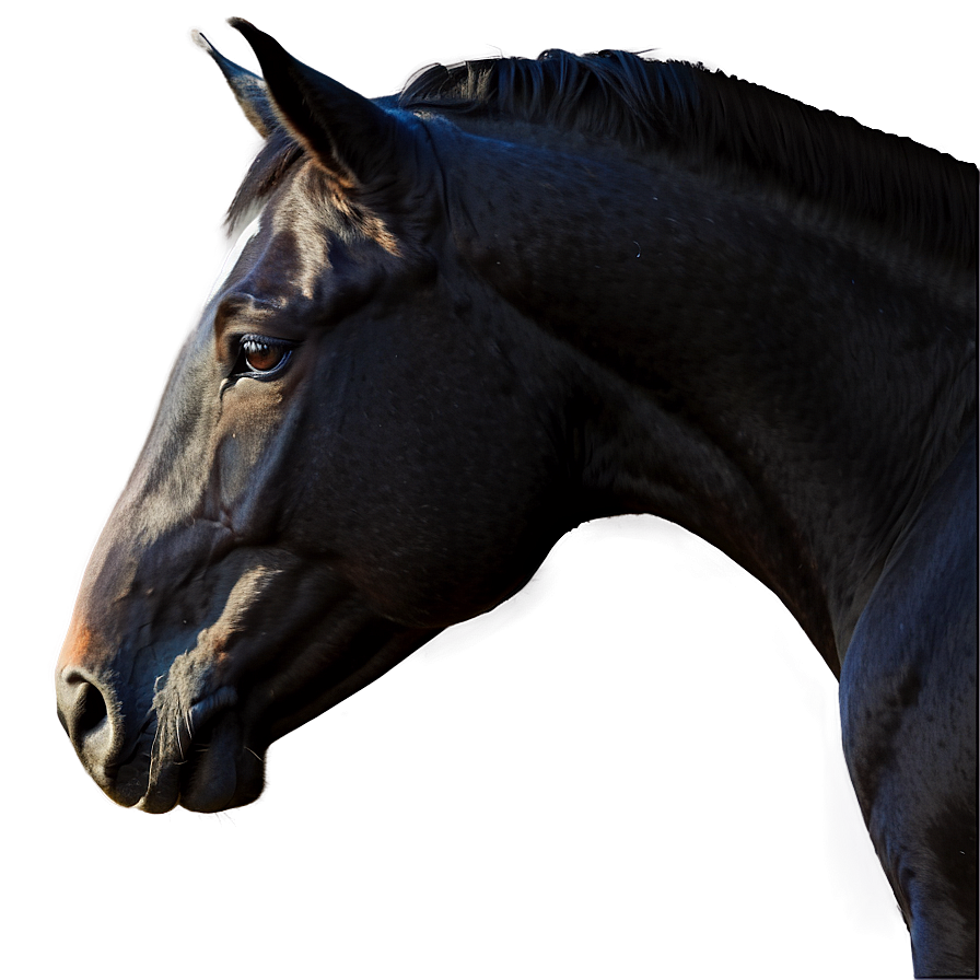 Black Horse Side Profile Png 06262024