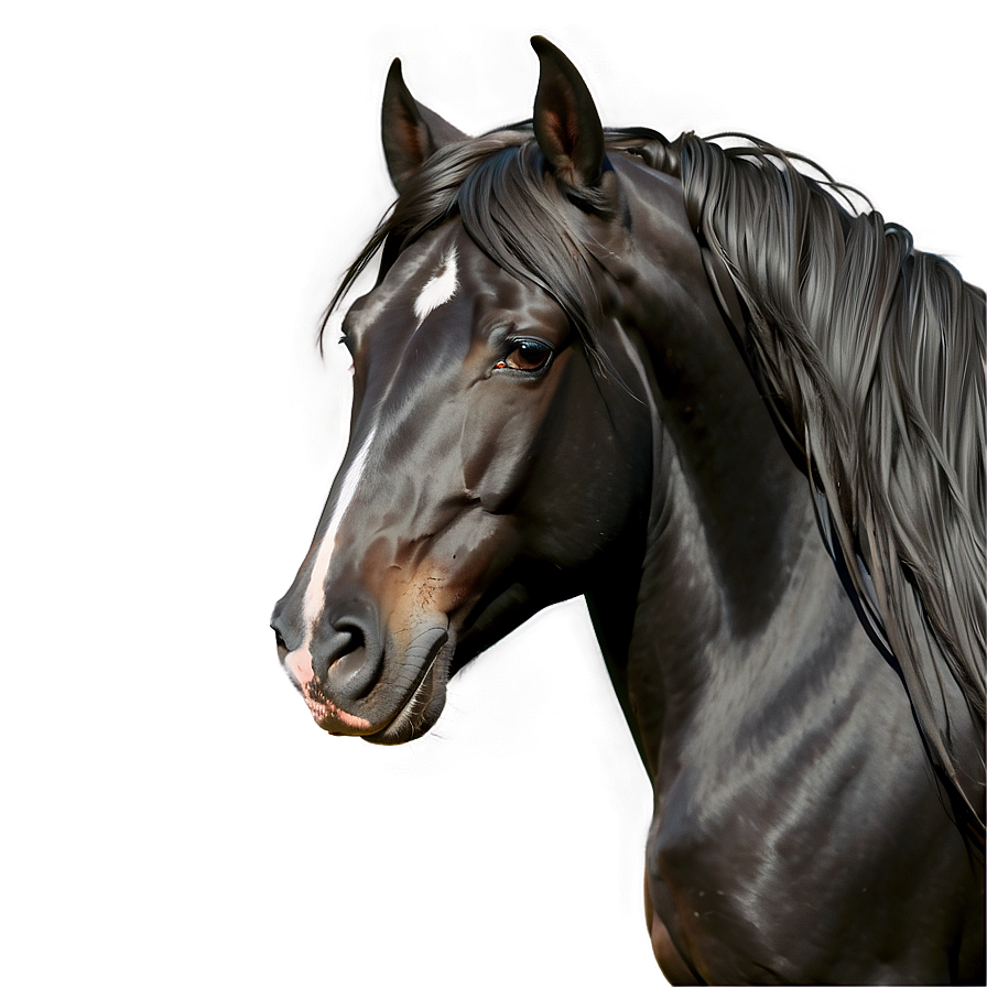 Black Horse With Flowing Mane Png 96