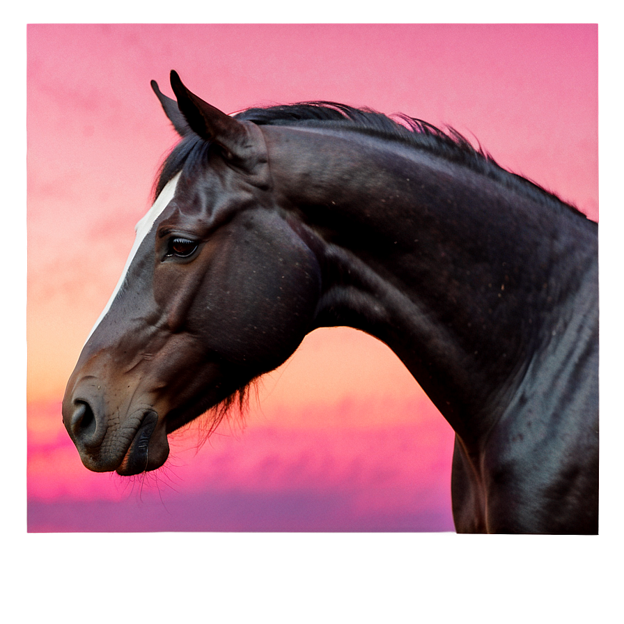 Black Horse With Pink Sunset Png 06262024