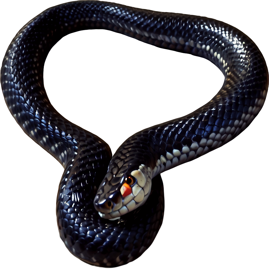 Black King Snake Png Clq