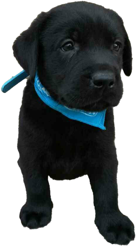 Black Labrador Puppy Blue Collar