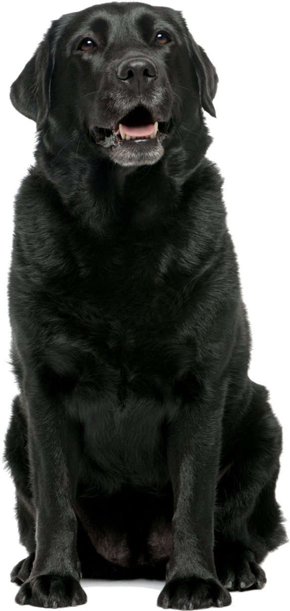 Black Labrador Retriever Sitting