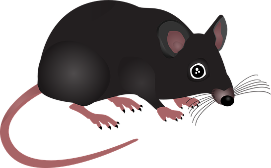 Black Mouse Illustration