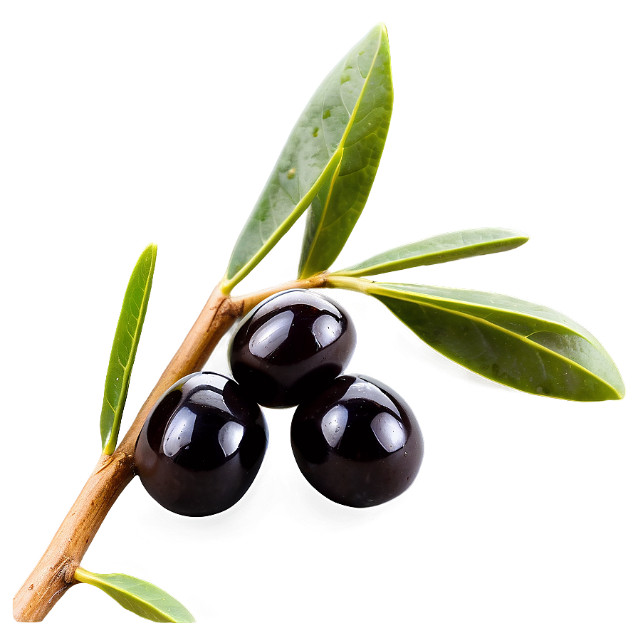 Black Olives On Branch Png Hcb