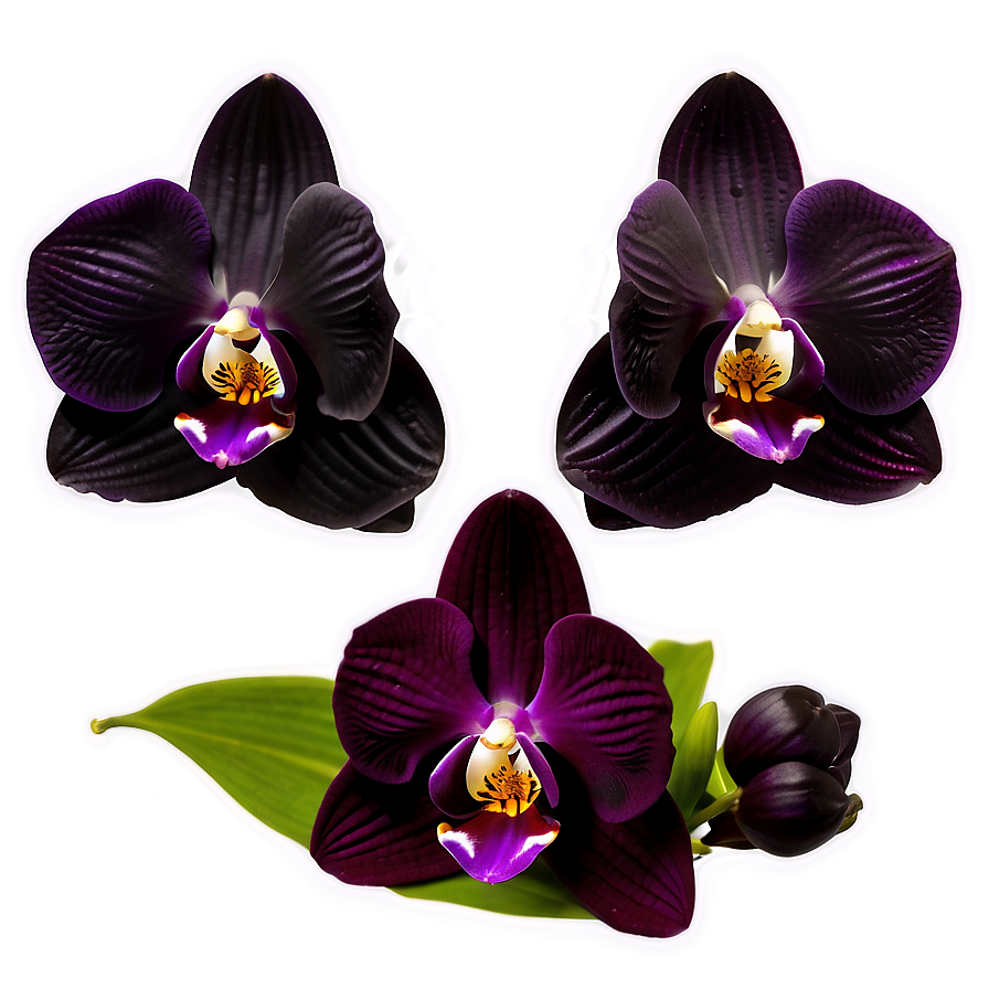 Black Orchid Png Kgx