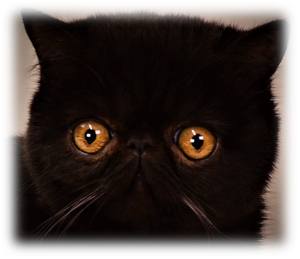 Black Persian Cat Intense Gaze