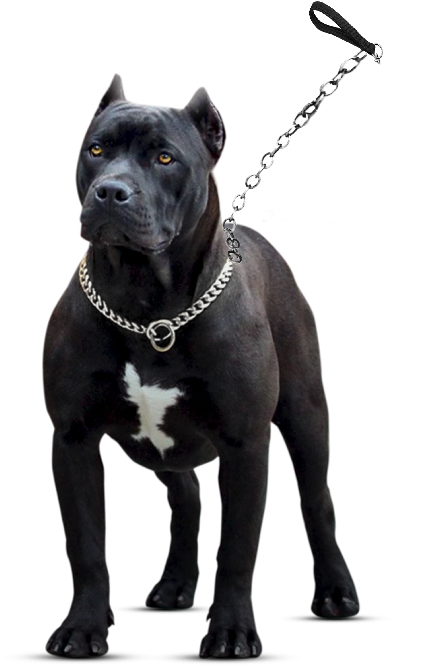 Black Pitbull With Chain Collar