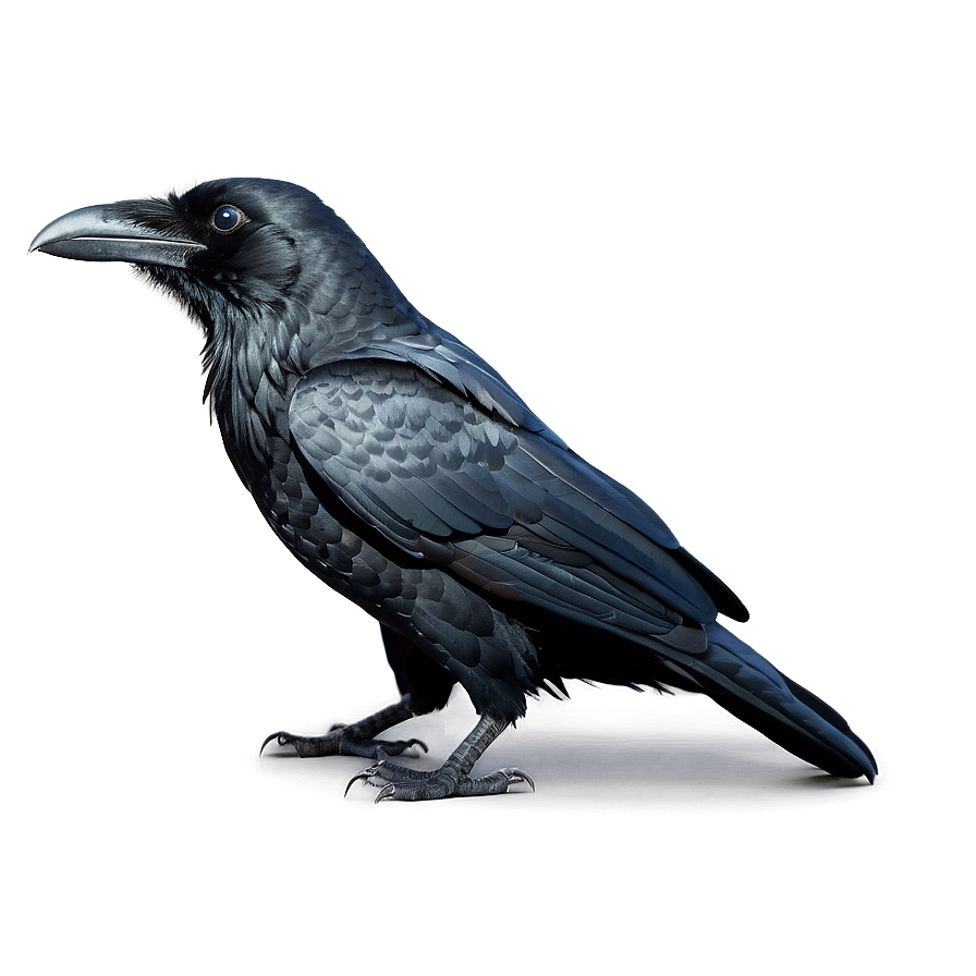 Black Raven Bird Png Mif