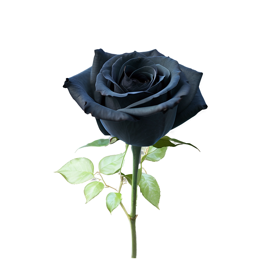 Black Roses Design Png Txy