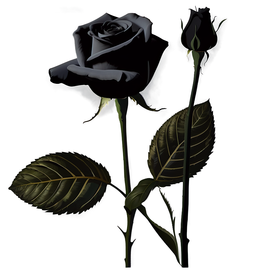 Black Roses Silhouette Png 06212024